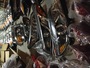 10,000 plus headlights For Fast Sale 2011-2019 - photo 2